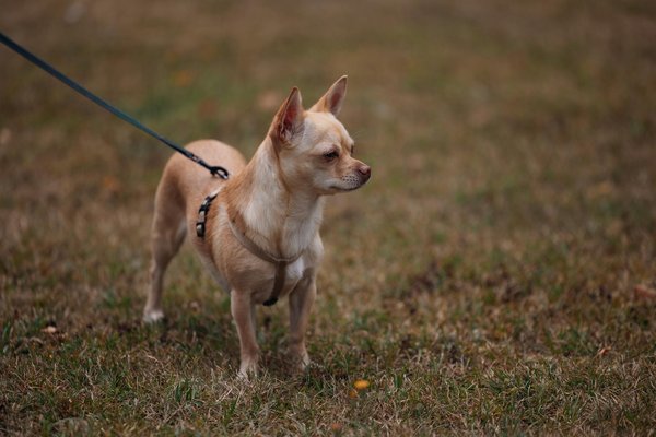 How can you optimize small kitchen spaces in UK homes?